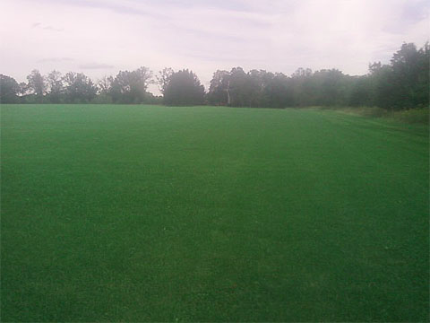 Field of Grass